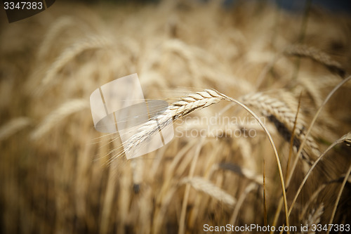 Image of wheat field