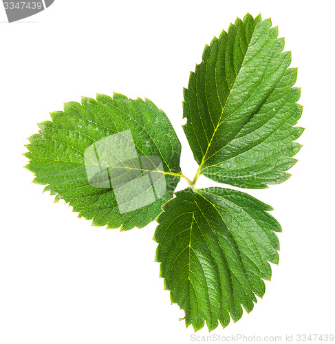 Image of On top green strawberry leaf