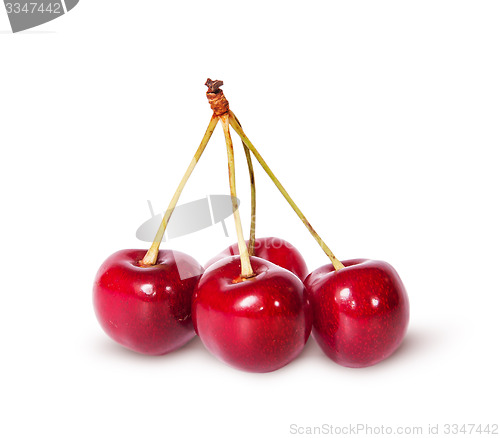 Image of Four red ripe sweet cherries on one branch