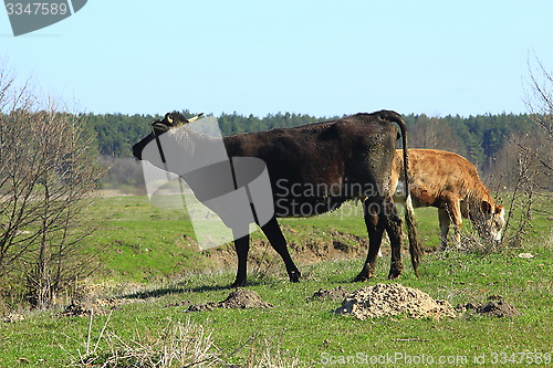 Image of cows on the pasture