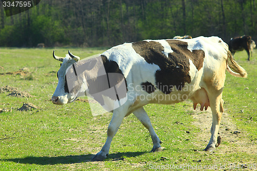 Image of cows on the pasture