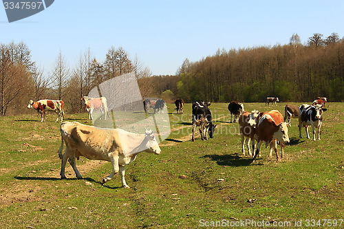 Image of cows on the pasture