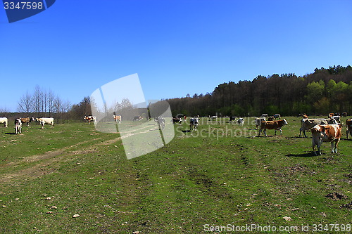 Image of cows on the pasture