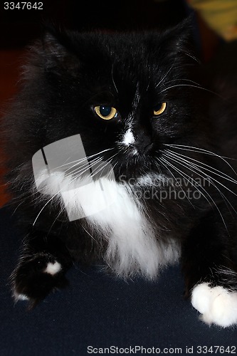 Image of muzzle of black cat
