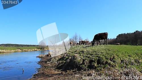 Image of cows drinking water in the river 