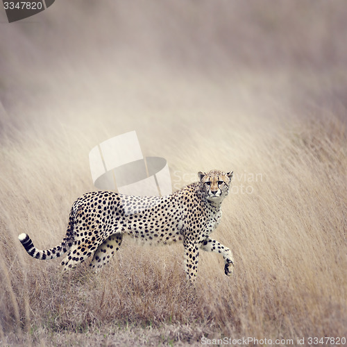 Image of Cheetah Walking