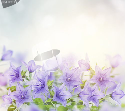 Image of Blue Bell Flowers