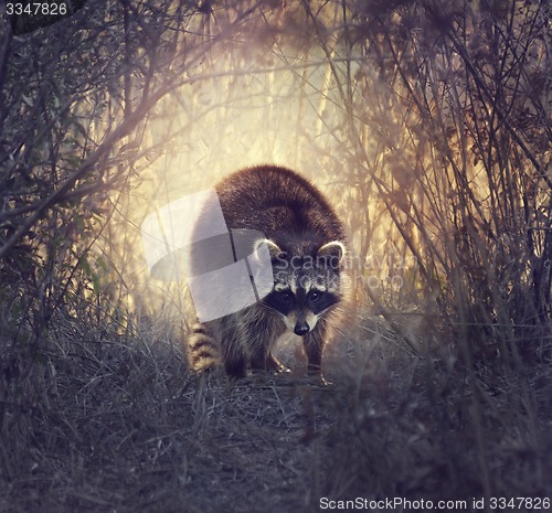 Image of Wild Raccoon