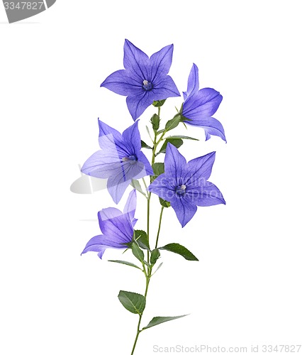 Image of Blue Bell Flowers