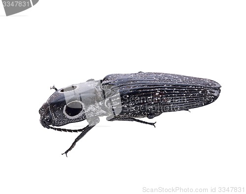 Image of Eyed Click Beetle, Alaus oculatus