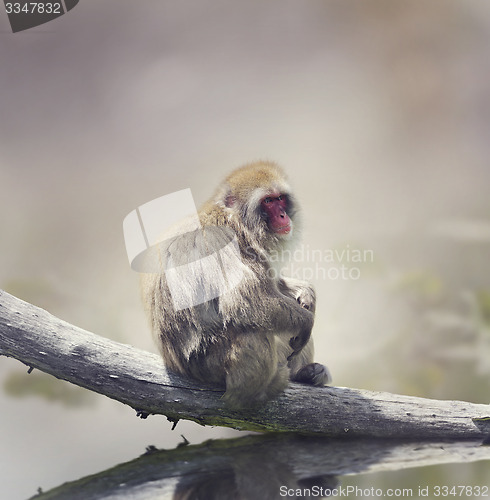 Image of Japanese Macaque 