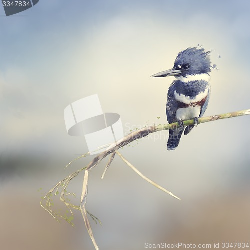 Image of Belted Kingfisher Watercolor