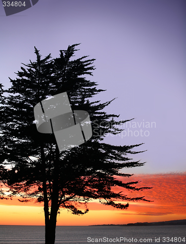 Image of Tree on a beach at a sunset