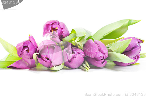 Image of Tulips isolated on white background