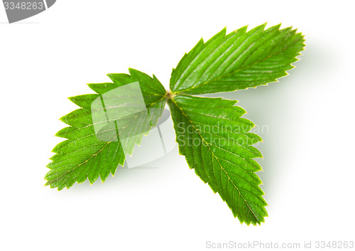 Image of Wild strawberry leaf top view