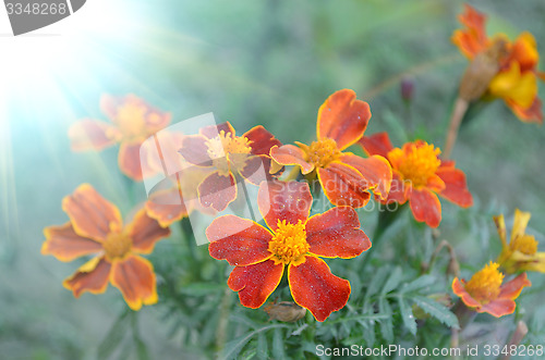 Image of Pink color flower in the garden captured very closeup with sunlight