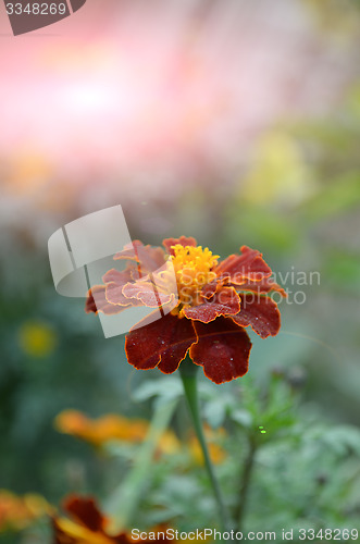 Image of Pink color flower in the garden captured very closeup with sunlight