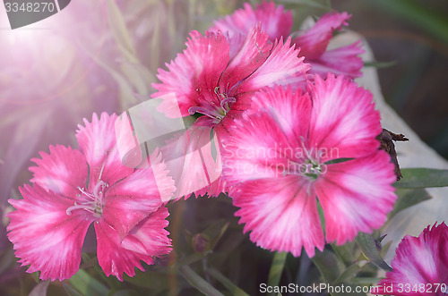 Image of Pink color flowers in the garden captured very closeup with sunlight