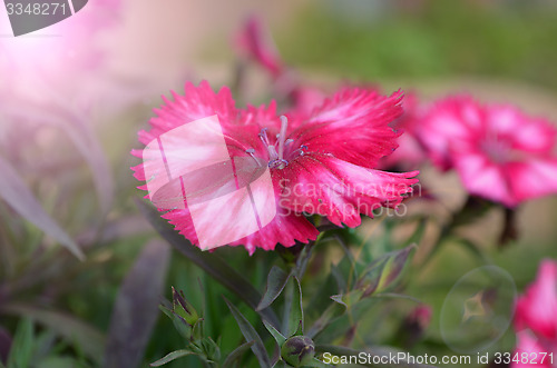 Image of Pink color flowers in the garden captured very closeup with sunlight