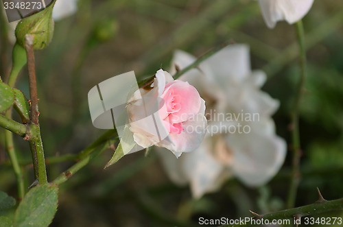 Image of White and Pink color rose in the garden captured very closeup with sunlight
