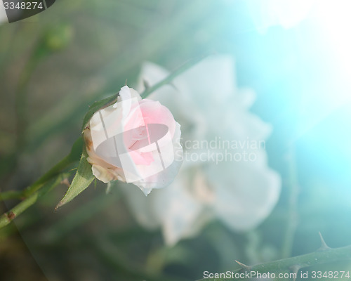 Image of White and Pink color rose in the garden captured very closeup with sunlight