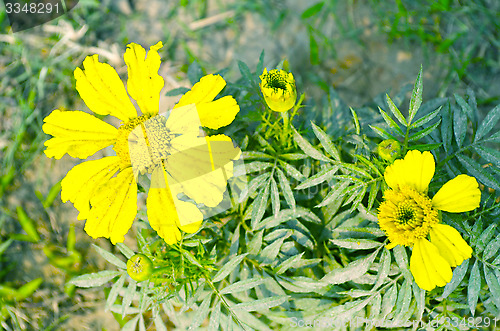 Image of Yellow color flower in the garden captured very closeup