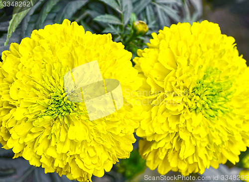 Image of Yellow color flower in the garden captured very closeup