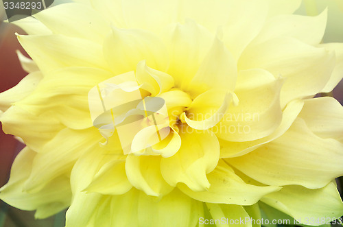 Image of Yellow color flower in the garden captured very closeup