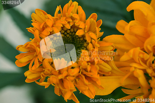 Image of Yellow color flower in the garden captured very closeup