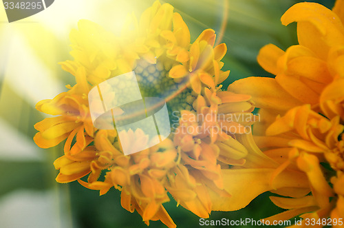 Image of Yellow color flower in the garden captured very closeup