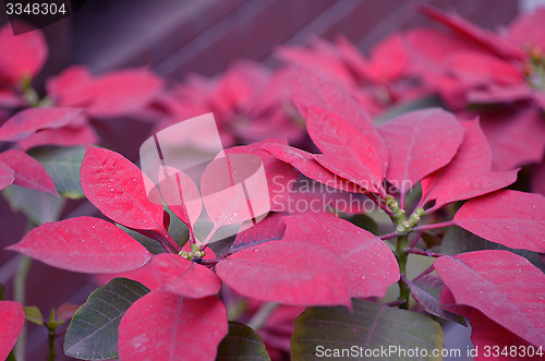 Image of Natural leaf background captured from nature