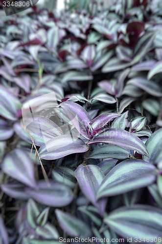 Image of Natural leaf background captured from nature