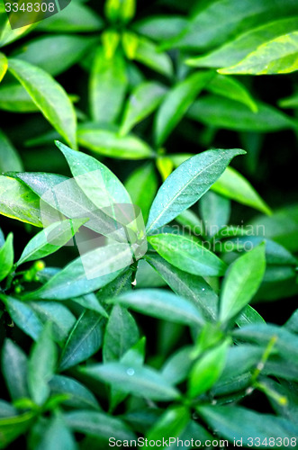 Image of Natural leaf background captured from nature