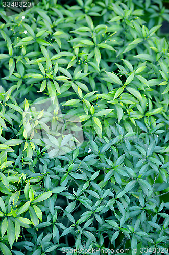 Image of Natural leaf background captured from nature