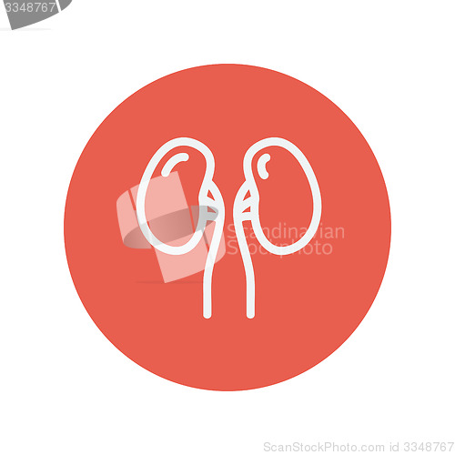 Image of Human kidney thin line icon