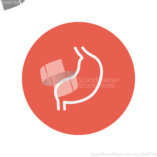 Image of Stomach thin line icon