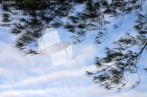 Image of Tree branches against blue sky, in summer season