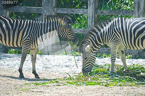 Image of Zebra eat grass on the ground.