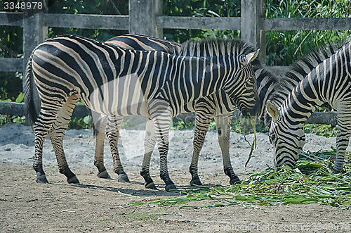 Image of Zebra eat grass on the ground.