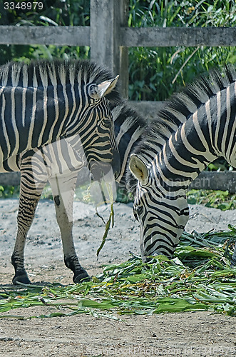 Image of Zebra eat grass on the ground.