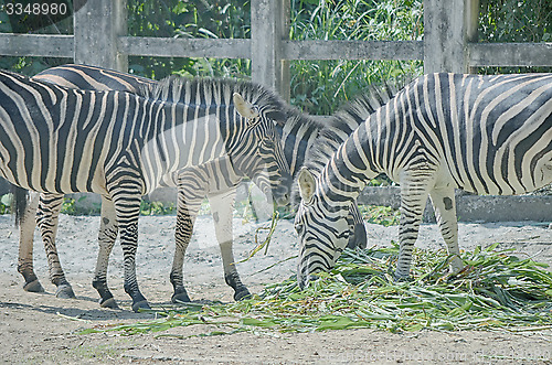 Image of Zebra eat grass on the ground.