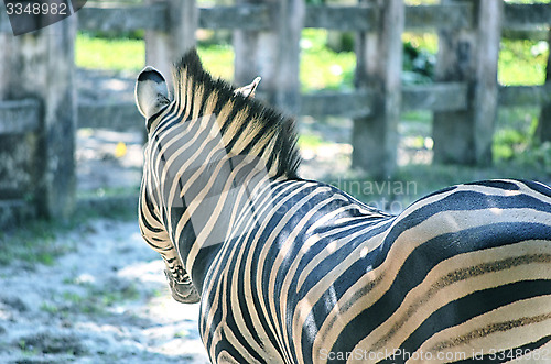 Image of Very closeup of African Zebra