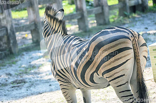 Image of Very closeup of African Zebra