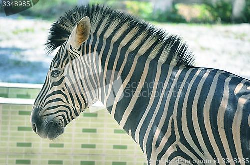 Image of Very closeup of African Zebra