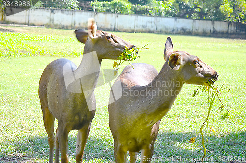 Image of Close up of several tame deer looking to be fed.