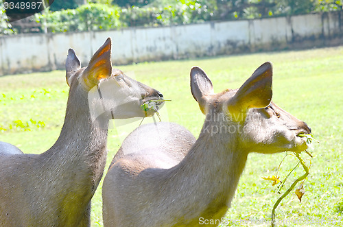 Image of Close up of several tame deer looking to be fed.