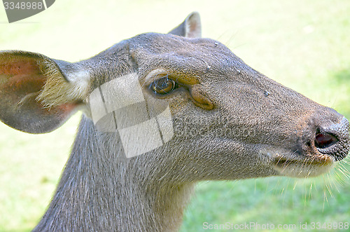 Image of Close up of several tame deer looking to be fed.