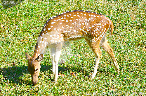 Image of Whitetail deer doe in the field