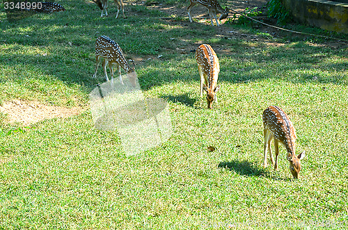 Image of Whitetail deer doe in the field