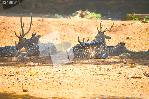 Image of Whitetail deer doe in the field